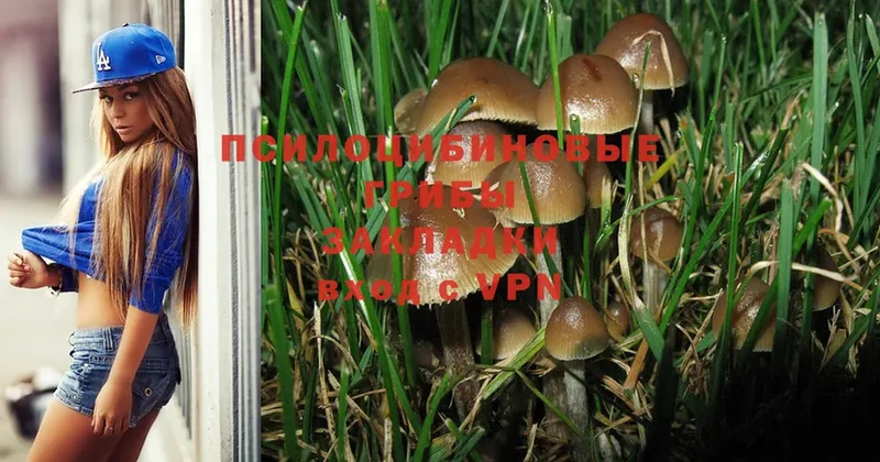 Псилоцибиновые грибы Psilocybe Орехово-Зуево